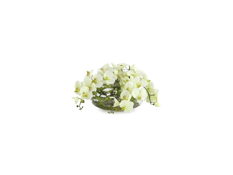 TIARA ORCHIDS